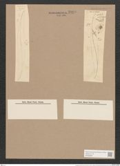 Pleurosigma formosum W.Sm. (de-Toni-Nr.: Genus 13, Species 1040) Zeichnungen Sammlung Grunow Nr. 2095 (NHMW-BOT-W0368966)